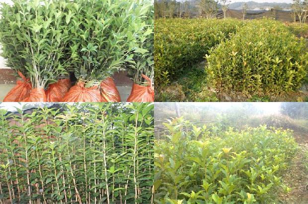 桂花树价格:有机桂花生产过程中的生态防治观1680826160998