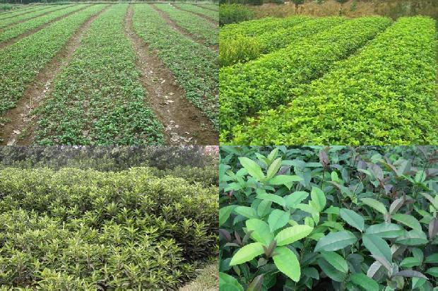 桂花树价格-中国农业科学院郑州桂花树研究所奈曼旗无籽西瓜示范基地签约仪式在郑州举行1681085381609