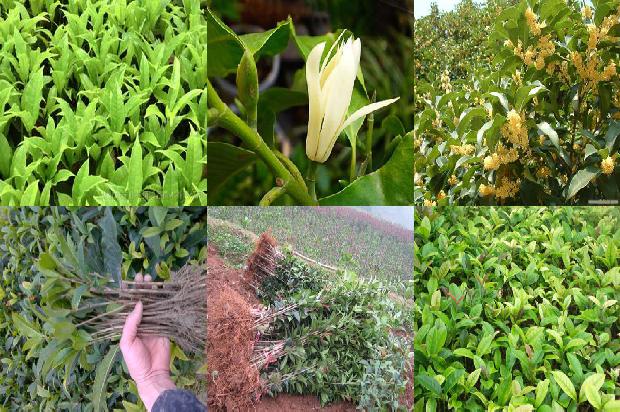 桂花树价格-中国农业科学院郑州桂花树研究所奈曼旗无籽西瓜示范基地签约仪式在郑州举行1681085381769