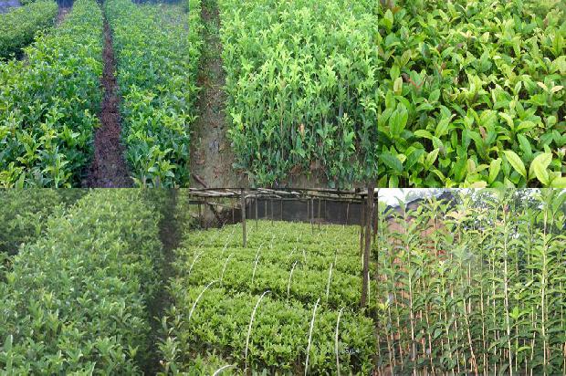 桂花树价格-中国农业科学院郑州桂花树研究所奈曼旗无籽西瓜示范基地签约仪式在郑州举行1681085382006