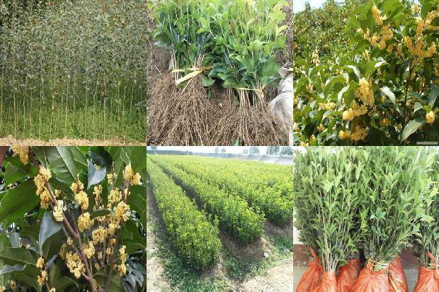 桂花树价格-中国农业科学院郑州桂花树研究所奈曼旗无籽西瓜示范基地签约仪式在郑州举行1681085382083