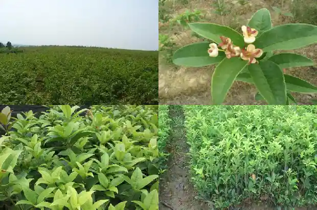 桂花树价格:【食材档案】桂花1681344572480