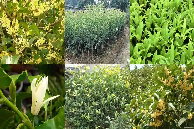 桂花树价格:【食材档案】桂花1681344572560