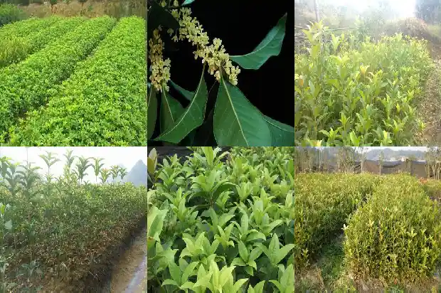桂花树价格:【食材档案】桂花1681344572639