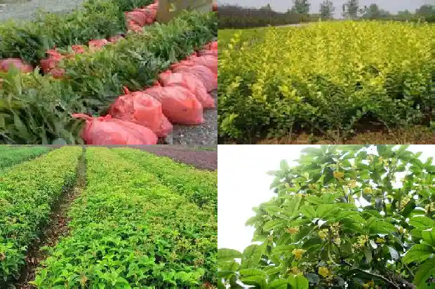 桂花树价格:【食材档案】桂花1681344572879
