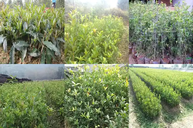 桂花树价格:【食材档案】桂花1681344572958