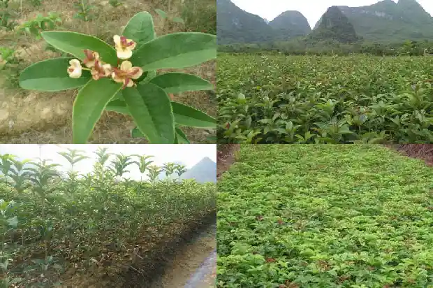 桂花树价格:【食材档案】桂花1681344573038