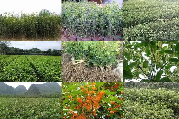 桂花树价格「春季桂花种植技术」1681430972039
