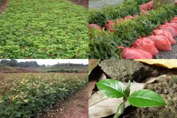 桂花树价格「春季桂花种植技术」1681430972119
