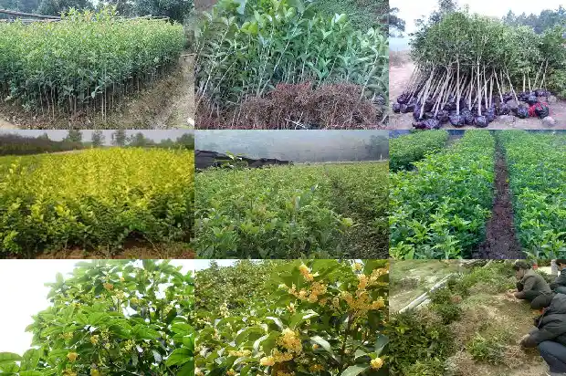 桂花树价格「春季桂花种植技术」1681430972198