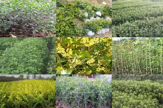 桂花树价格「议桂花树在园林绿化建设中的应用」1681517391573