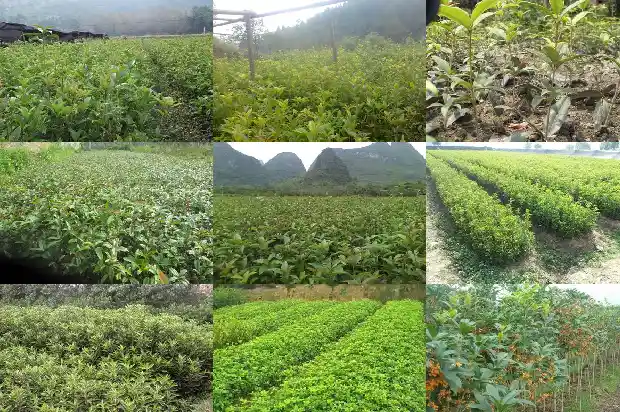 桂花树价格「议桂花树在园林绿化建设中的应用」1681517391813