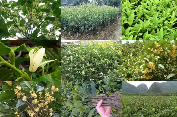 桂花树价格(硫对桂花树生长发育及根系活力的影响)1681690325821