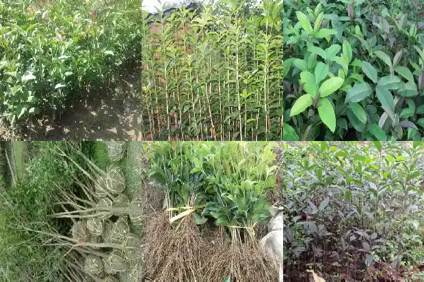 桂花树价格(桂花种苗质量投诉田间鉴定试验)1681776577453