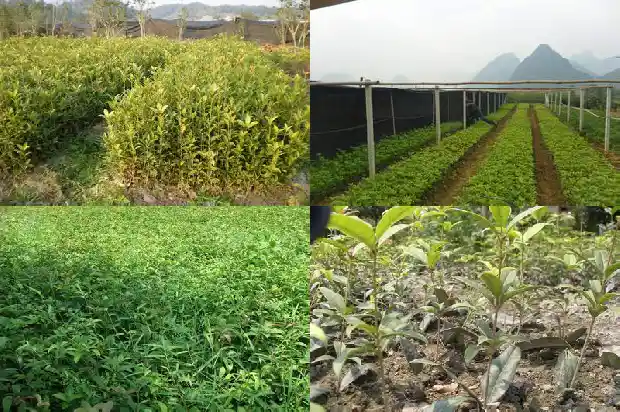 桂花树价格(桂花种苗质量投诉田间鉴定试验)1681776577533