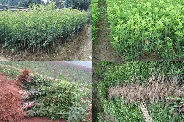 桂花树价格(桂花种苗质量投诉田间鉴定试验)1681776577852