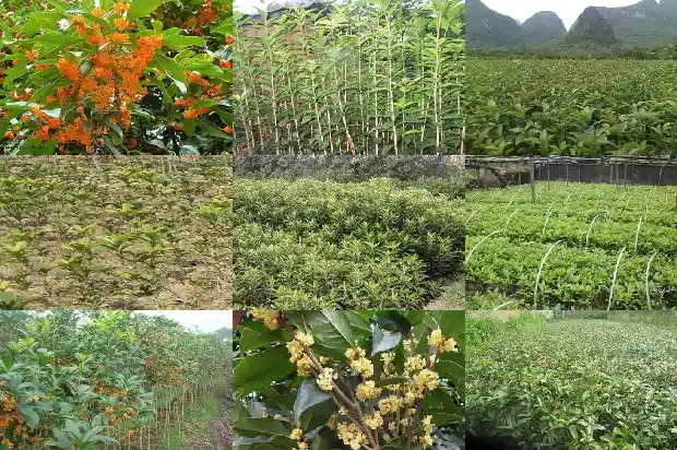 桂花树价格(桂花种苗质量投诉田间鉴定试验)1681776578011