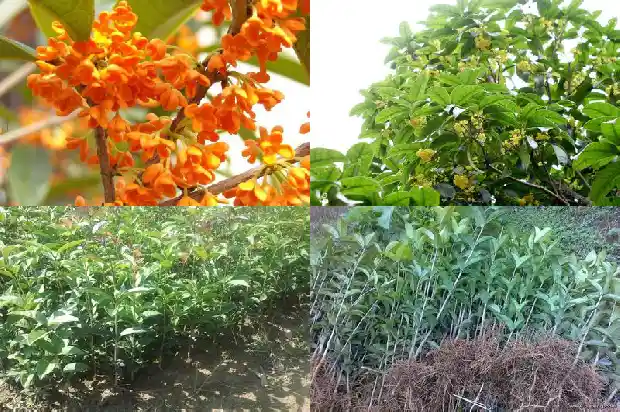 桂花树价格:桂花抗黄化曲叶病毒病杂交后代比较1681949371199