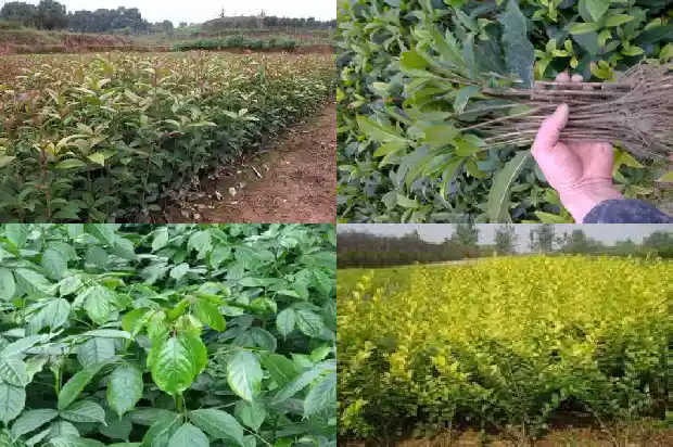 桂花树价格(桂花果实风味品质性状的遗传相关分析)1682122170178
