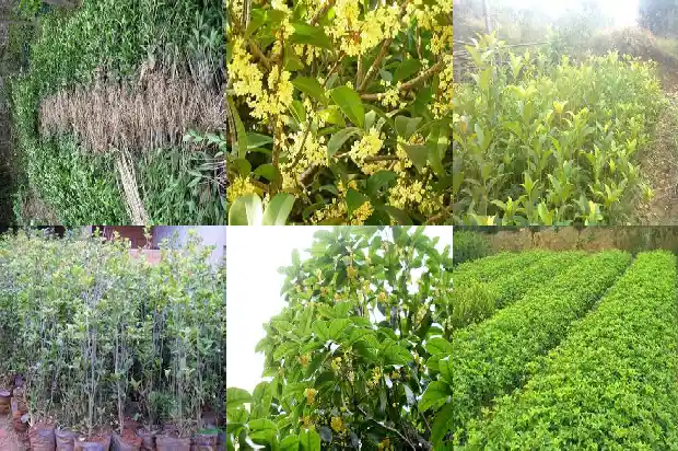 桂花树价格(桂花果实风味品质性状的遗传相关分析)1682122170337