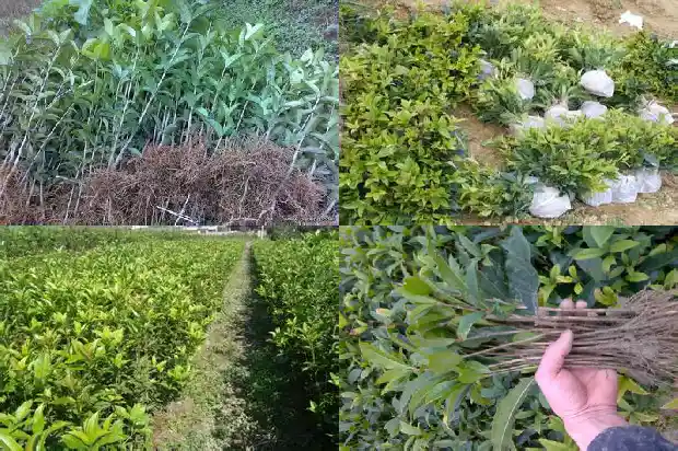 桂花树价格-温室越冬桂花高产栽培技术1682208577807