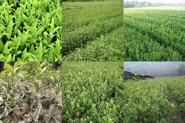 桂花树价格-温室越冬桂花高产栽培技术1682208577965
