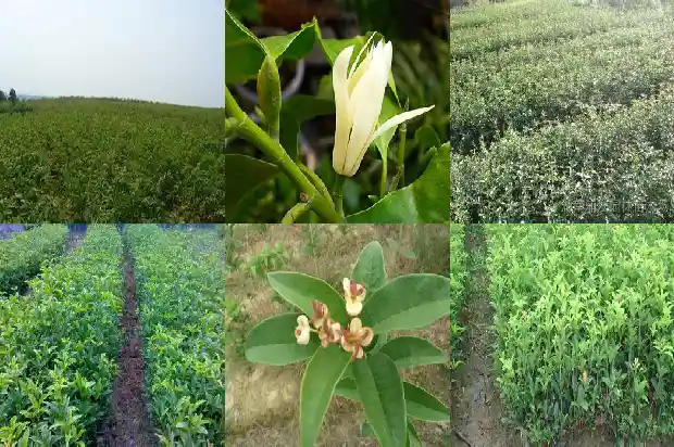 桂花树价格-温室越冬桂花高产栽培技术1682208578123