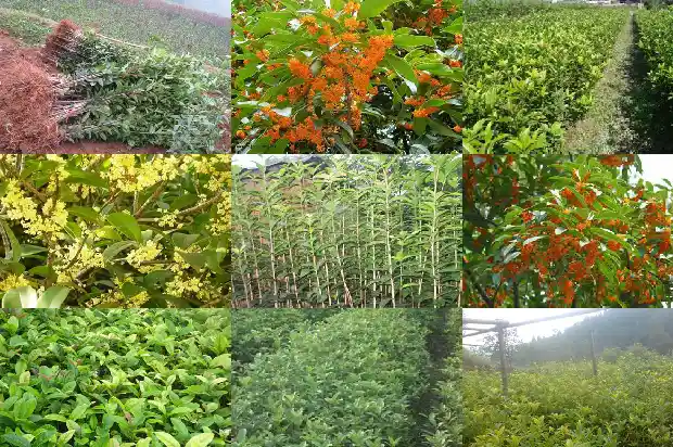 桂花树价格(盐边县桂花产业现状分析及发展对策)1682294955819