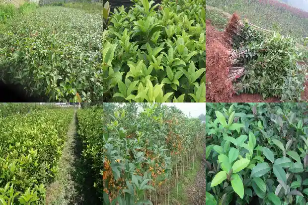 桂花树价格:秋延茬大棚桂花高产栽培技术1682381356217