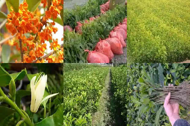 桂花树价格(一年三茬大棚桂花高效栽培技术)1682554170968