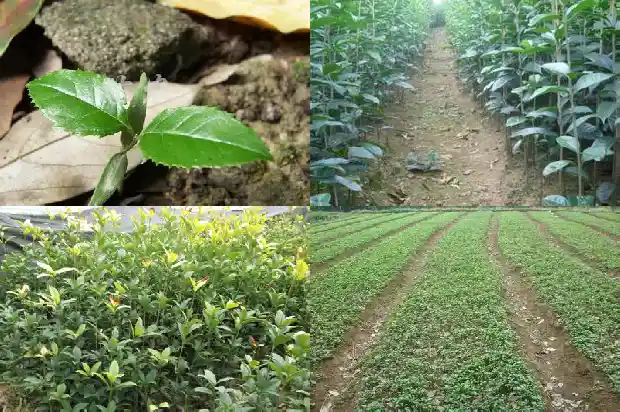 桂花树价格(一年三茬大棚桂花高效栽培技术)1682554171047