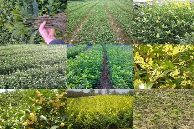 桂花树价格(一年三茬大棚桂花高效栽培技术)1682554171126