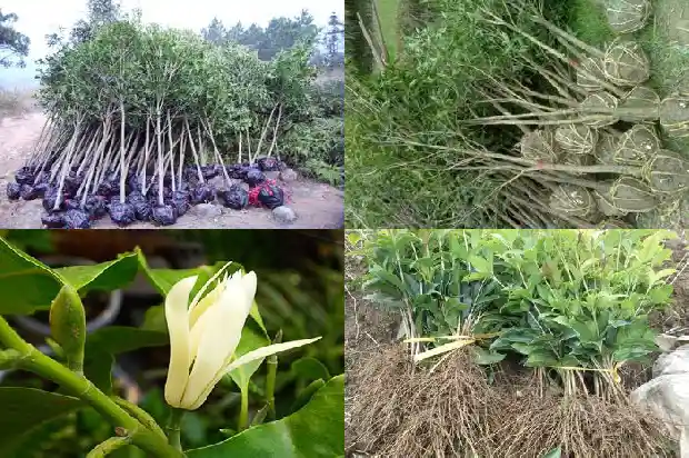 桂花树价格(一年三茬大棚桂花高效栽培技术)1682554171206