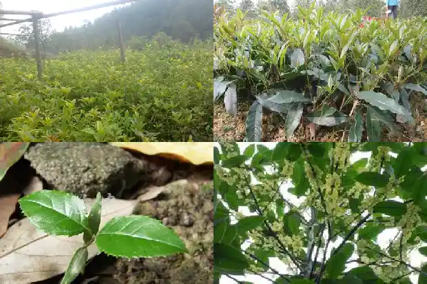 桂花树价格「桂花的观察日记」1682640579798
