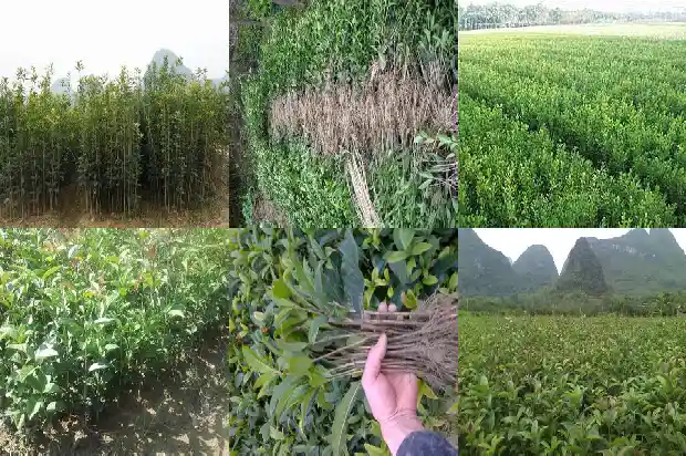 桂花树价格「桂花的观察日记」1682640580117