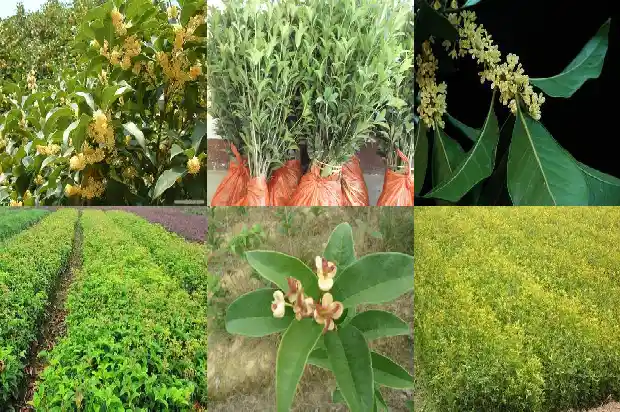 桂花树价格_新乡县秋延后桂花叶部主要病害发生动态研究1682726981087