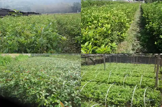 桂花树价格_新乡县秋延后桂花叶部主要病害发生动态研究1682726981167
