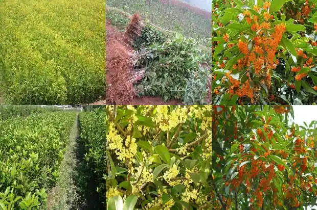 桂花树价格_新乡县秋延后桂花叶部主要病害发生动态研究1682726981322
