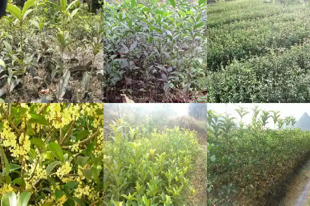 桂花树价格_新乡县秋延后桂花叶部主要病害发生动态研究1682726981401