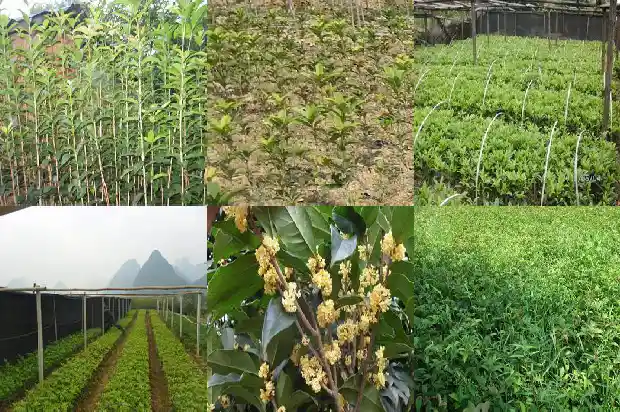 桂花树价格_新乡县秋延后桂花叶部主要病害发生动态研究1682726981479