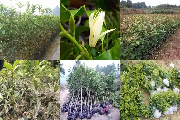 桂花树价格_新乡县秋延后桂花叶部主要病害发生动态研究1682726981557