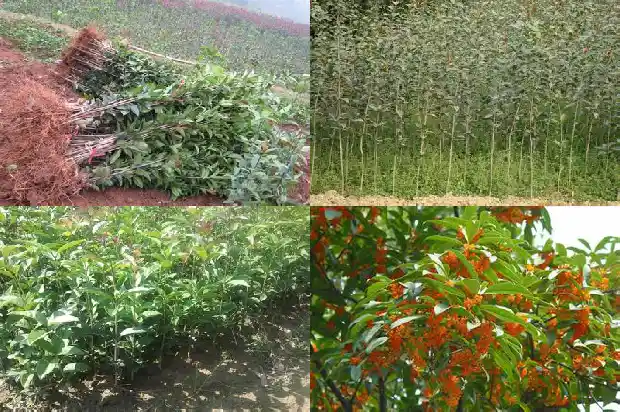 桂花树价格-山东桂花树出口现状及扩大出口措施1682813375471