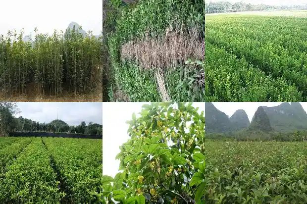 桂花树价格-山东桂花树出口现状及扩大出口措施1682813375629
