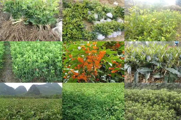 桂花树价格-莲都区峰源乡高山桂花产业发展现状及对策1682899782346
