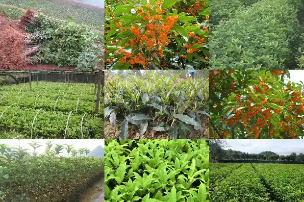 桂花树价格(桂花树价格持续下跌)1682986151952