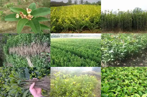桂花树价格(桂花树价格持续下跌)1682986152032