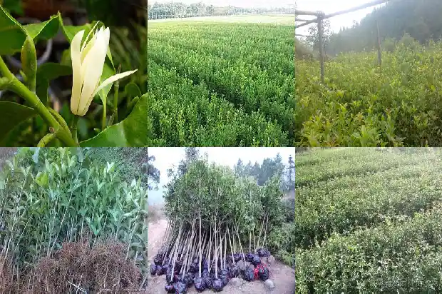 桂花树价格(桂花树价格持续下跌)1682986152191
