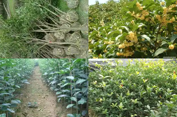 桂花树价格(桂花树价格持续下跌)1682986152270