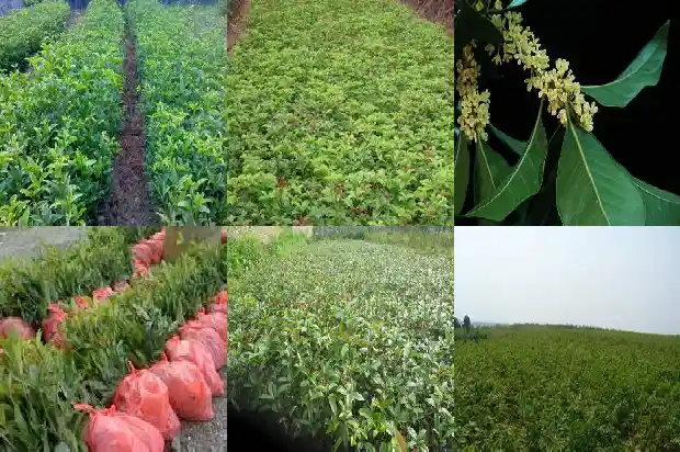 桂花树价格:关于沂源县“桂花树进城”项目的应用探讨1683072550777