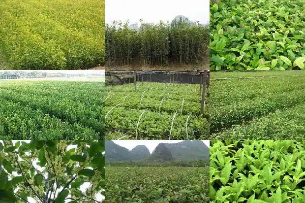 桂花树价格_衡阳桂花研究所科技创新智力农业帮扶1683158959448